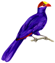 VioletTuracosmallhollow